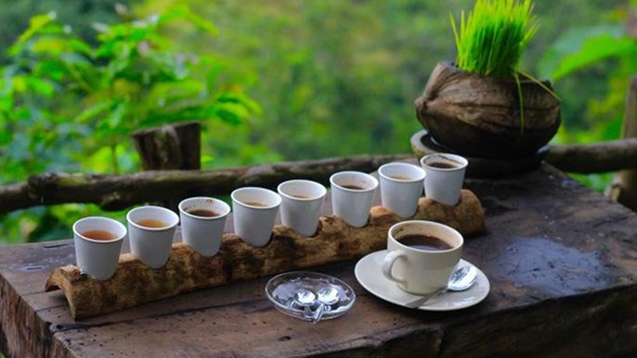 Kopi Luwak di Tengah Sawah